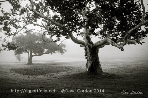 Two Trees Colt State Park by Dave Gordon