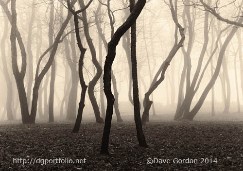 Trees and Fog No. 1 by Dave Gordon