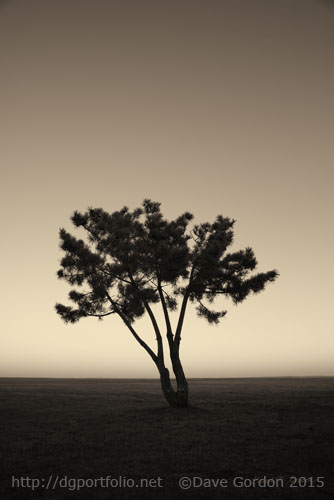 Lone Tree at Twilight Toned image