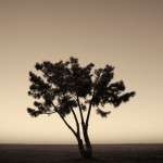 Lone Tree at Twilight Toned image