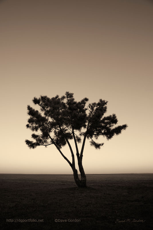 Lone Tree at Twilight Toned image