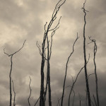 Tucson III Toned fine art sepia landscape photo