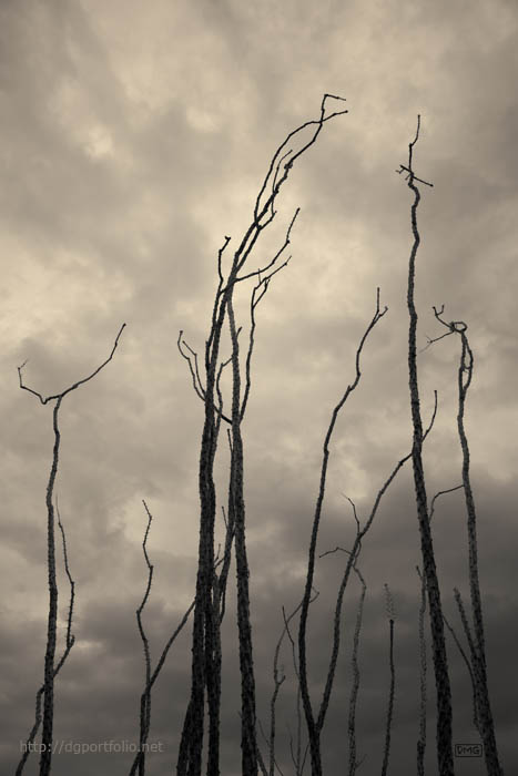 Tucson III Toned fine art sepia landscape photo