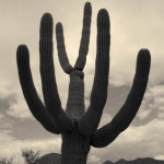 Tucson II Toned fine art sepia landscape photo