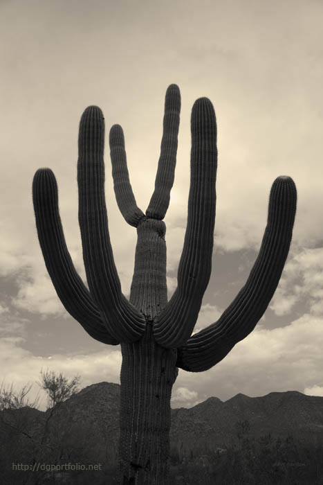 Tucson II Toned fine art sepia landscape photo