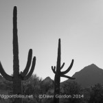 Tucson IV