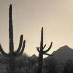 Tucson IV Toned fine art sepia landscape photo