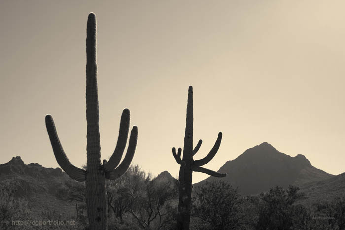 Tucson IV Toned fine art sepia landscape photo