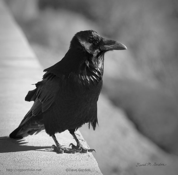Raven IV BW
