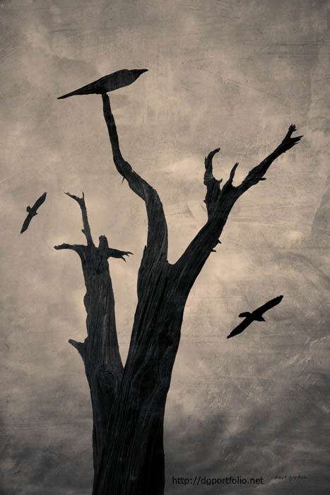 Raven Tree fine art photomontage
