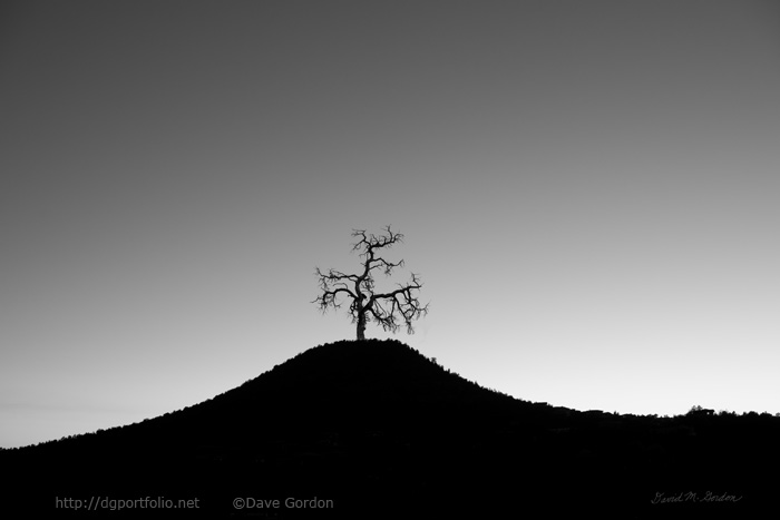 Tree and Hill BW