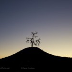 Tree and Hill Color Composite