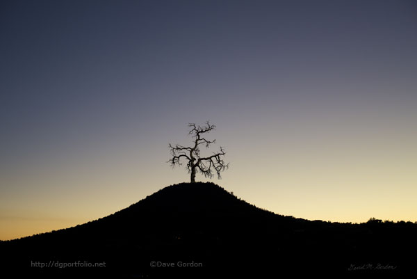 Tree and Hill Color Composite