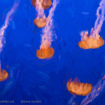 Jellyfish II image