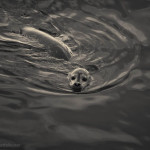 Harbor Seal IV Toned fine art wildlife photo