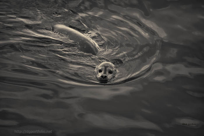 Harbor Seal IV Toned fine art wildlife photo