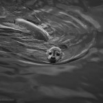 Harbor Seal IV BW fine art black and white photo