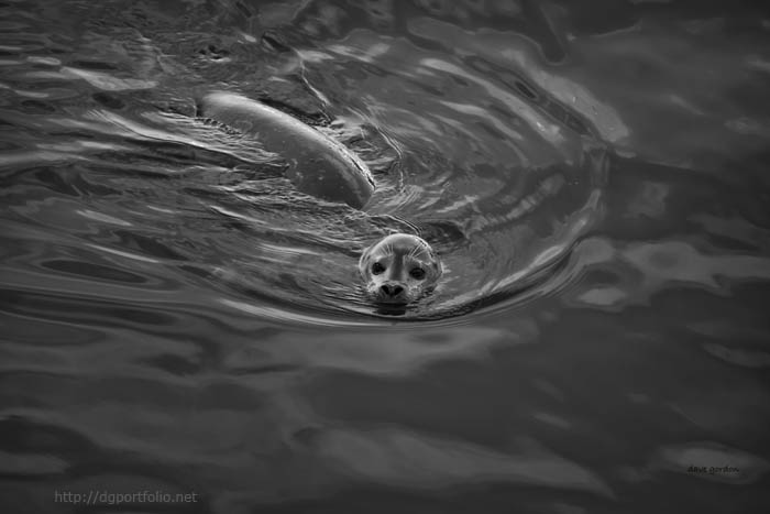 Harbor Seal IV BW fine art black and white photo