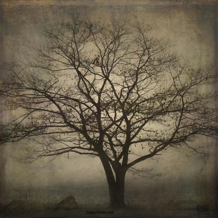 Lone Tree SQ fine art landscape photograph