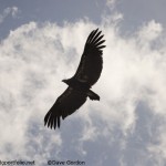 California Condor in Flight