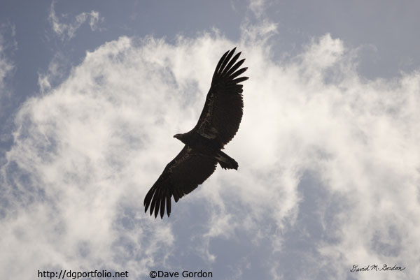 California Condor in Flight