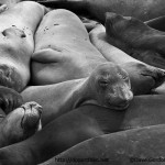 Elephant Seals I BW