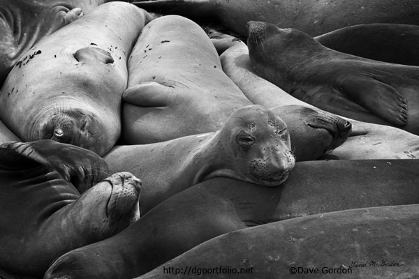 Elephant Seals I BW