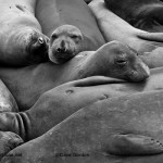 Elephant Seals II BW