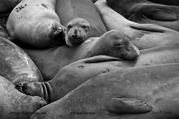 link to Elephant Seals II page