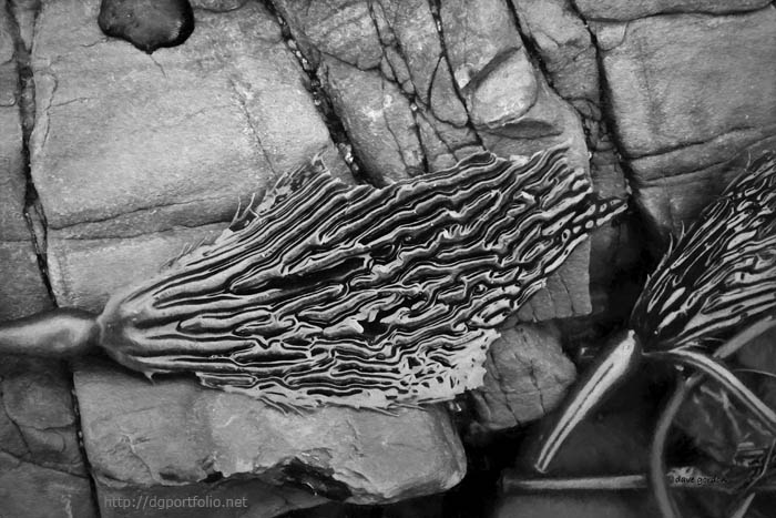 Kelp IV BW fine art black and white nature photograph