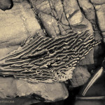 Kelp IV Toned fine art sepia nature photograph