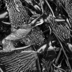 Kelp I BW fine art black and white nature photo