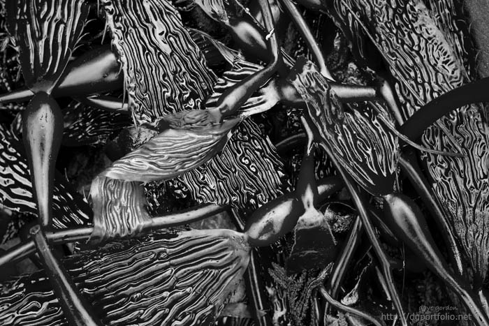 Kelp I BW fine art black and white nature photo