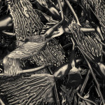 Kelp I Toned fine art sepia nature photograph