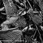 Kelp I BW