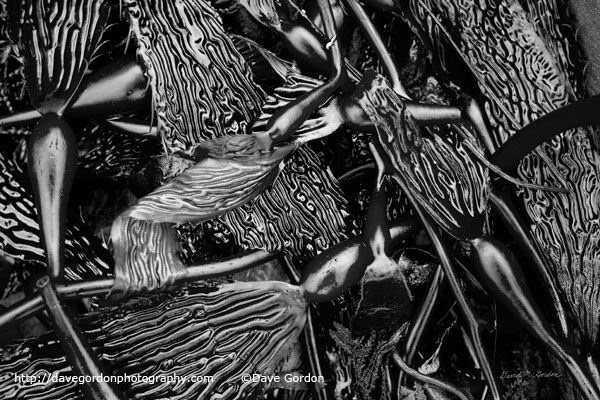 Kelp I BW