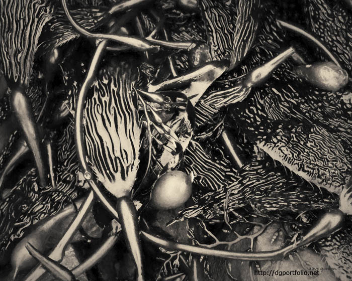 Kelp V Toned fine art nature photograph