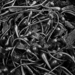 Kelp II BW fine art black and white nature photo