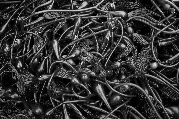 Kelp II BW fine art black and white nature photo