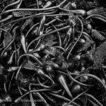 Kelp II BW