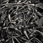 Kelp II Toned fine art sepia nature photograph