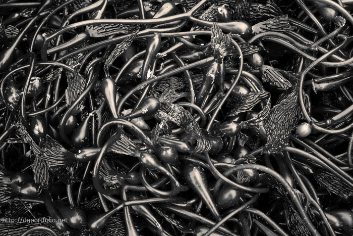 Kelp II Toned fine art sepia nature photograph