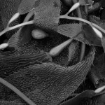 Kelp III BW fine art black and white nature photograph