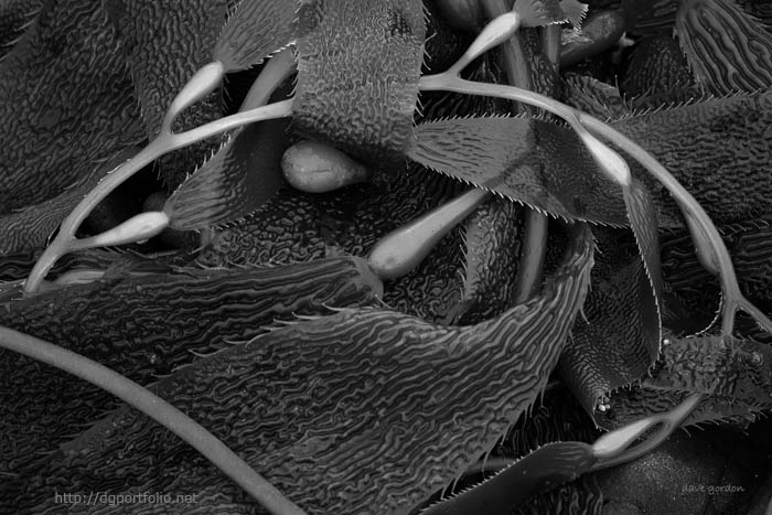 Kelp III BW fine art black and white nature photograph