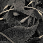 Kelp III Toned fine art sepia tpned nature photograph