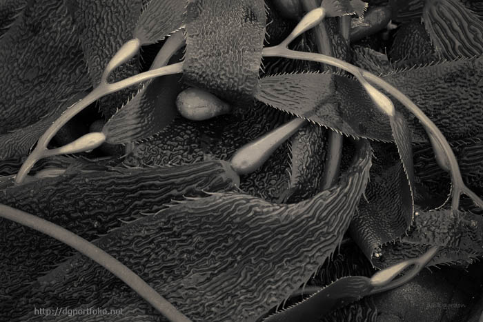 Kelp III Toned fine art sepia tpned nature photograph