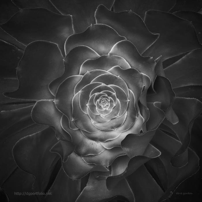 Succulent I BW fine art black and white photo