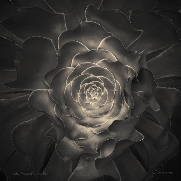 Succulent I Toned fine art sepia photograph