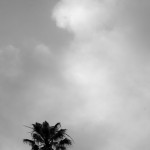 Palm Tree and Clouds