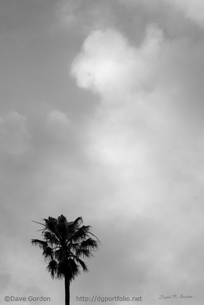 Palm Tree and Clouds